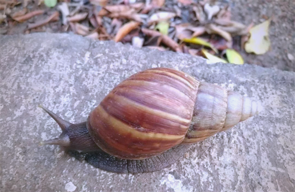 壁爐爐灰的用處.png 壁爐爐灰的用處.png